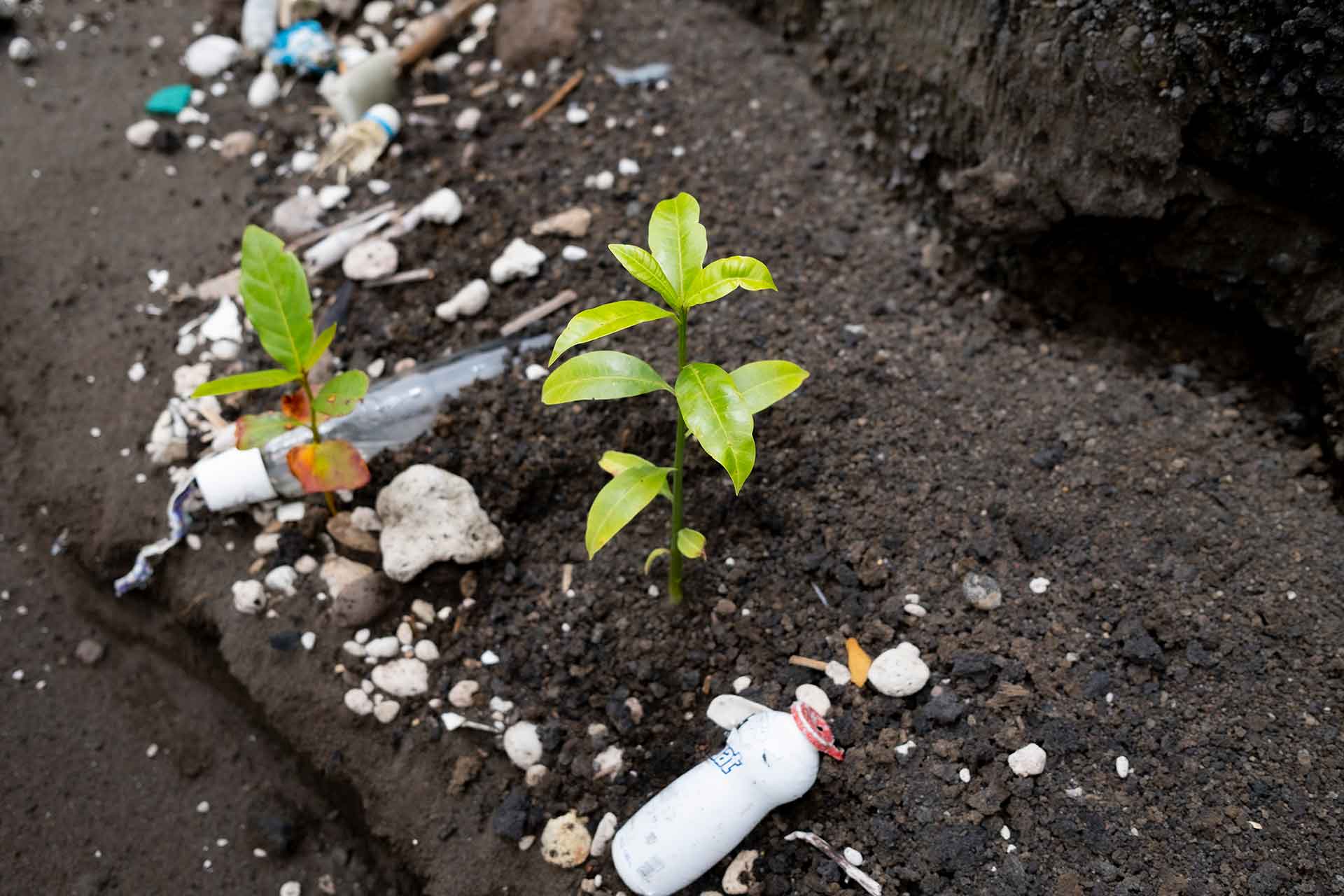小樹的嫩芽開始生長,它們的根在海岸線上微弱地紮根,而不遠處堆積著被2018年海嘯浪潮沖來的樹幹和塑料垃圾。