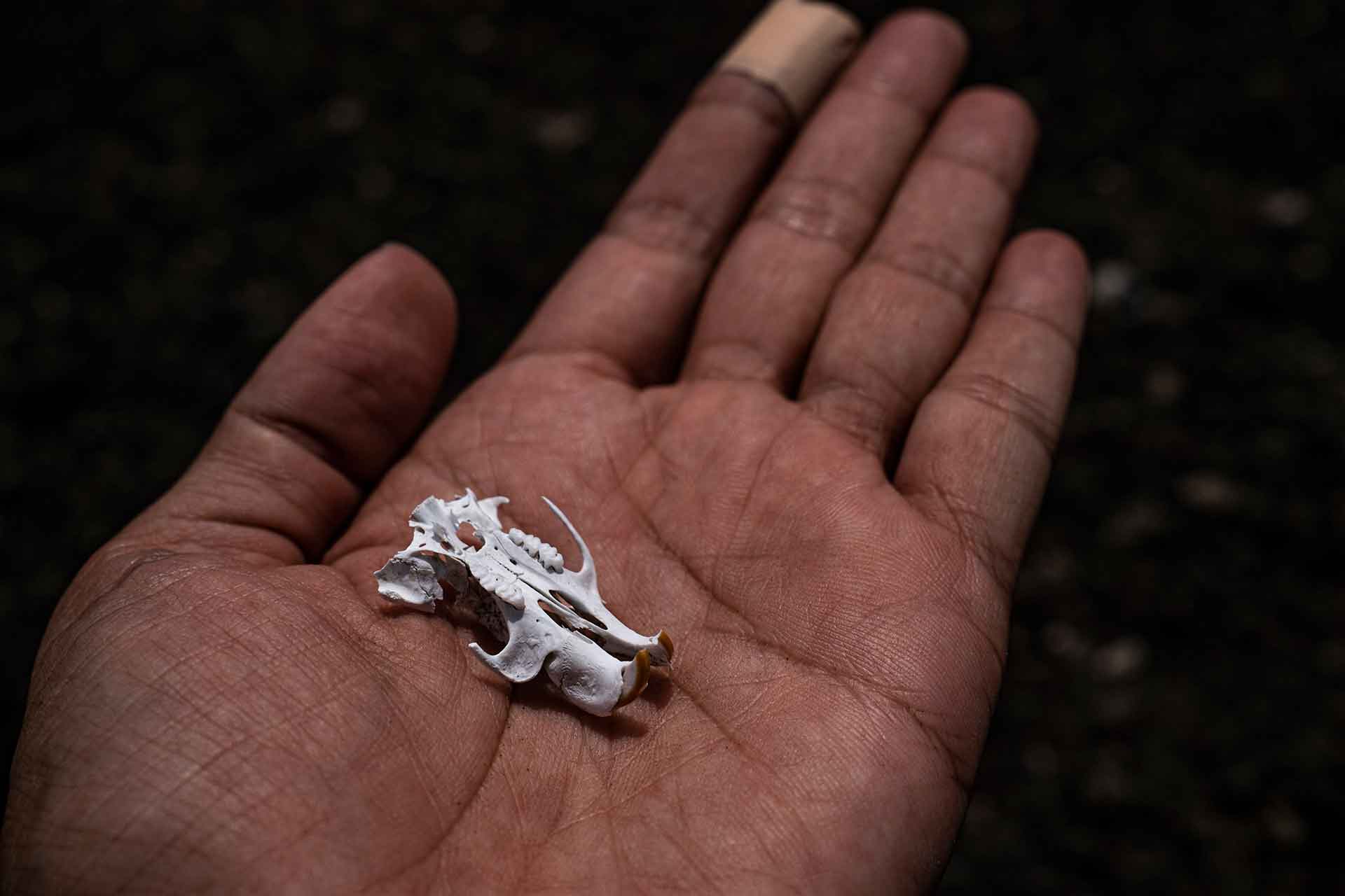 鼠類頭骨的殘骸是掠食者在這座火山島有限食物來源下得以存活的跡象。海雕曾攻擊訪客的無人機,以為它們是競爭掠食者,但它們並沒有攻擊我們的。這些空中捕食者是因吸入了有毒空氣而死去,還是本能驅使它們遷往他處?